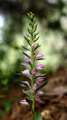 Cephalanthera kurdica, Kurdisches Waldvöglein, Türkei