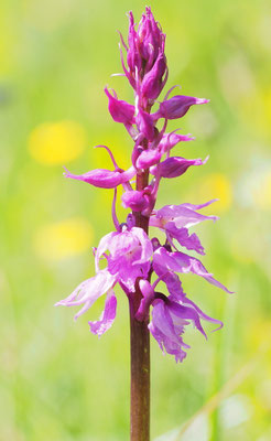 Orchis mascula ssp. speciosa, Pracht-Knabenkraut, Steiermark