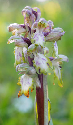 Himantoglossum robertianum, Riesen-Knabenkraut, Griechenland
