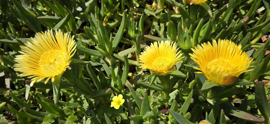 Carpobrotus edulis, Hottentottenfeige