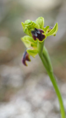 Ophrys lindia, Lindos Ragwurz, Rhodos