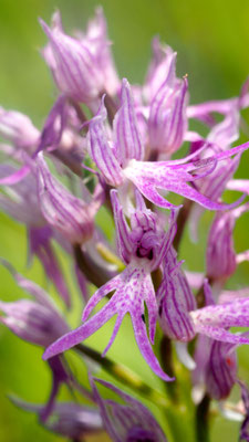 Orchis italica, Italienisches Knabenkraut, Samos