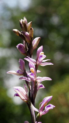 Limodorum abortivum, Violetter Dingel