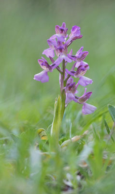 Anacamptis morio, Klein-Hundswurz, Montenegro