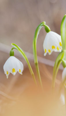 Österreich, Frühlings-Knotenblume, Leucojum vernum