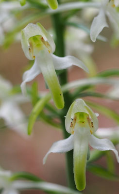 Platanthera montana (chloranta), Grünliche Waldhyazinthe, Italien