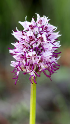 Orchis simia, Affen-Knabenkraut, Türkei