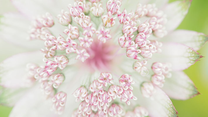 Oberösterreich, Große Sterndolde, Astrantia major