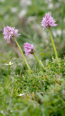 Orchis italica, Italienisches Knabenkraut, Rhodos