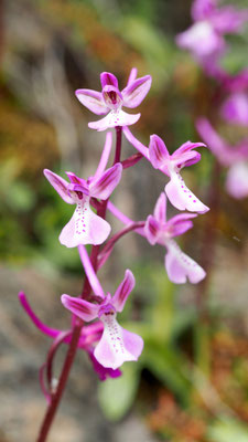 Orchis anatolica, Anatolisches Knabenkraut, Samos
