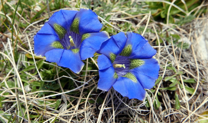 Italien, Dinarischer Enzian, Gentiana dinarica
