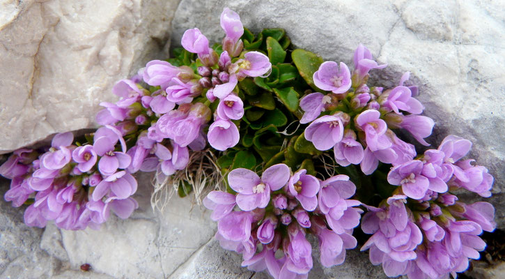 Slowenien, Rundblättriges Täschelkraut, Noccaea rotundifolia