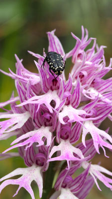 Orchis italica, Italienisches Knabenkraut, Samos