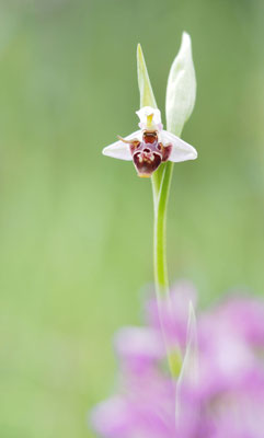 Ophrys oestrifera, Gehörnte Ragwurz, Griechenland