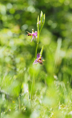 Ophrys scolopax ssp. cornuta, Kleine Gehörnte Ragwurz, Montenegro