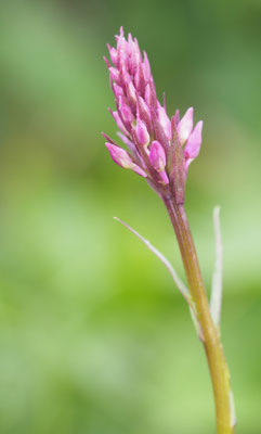 Dactylorhiza fuchsii, Fuchs-Fingerwurz, Oberösterreich