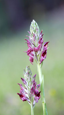 Anacamptis coriophora ssp. fragrans, Wohlriechendes Wanzen-Knabenkraut, Türkei