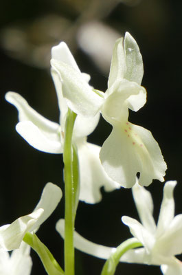 Orchis provincialis, Französisches Knabenkraut, Frankreich