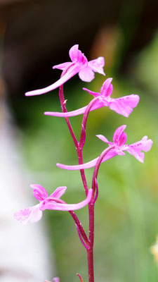 Orchis anatolica, Anatolisches Knabenkraut, Türkei