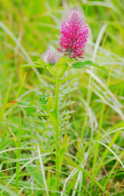 Purpurklee, Trifolium rubens