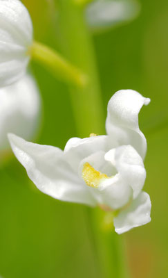 Cephalanthera longifolia, Schwertblatt-Waldvöglein, Kärnten