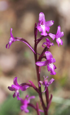Orchis quadripunctata, Vierpunkt-Knabenkraut, Griechenland