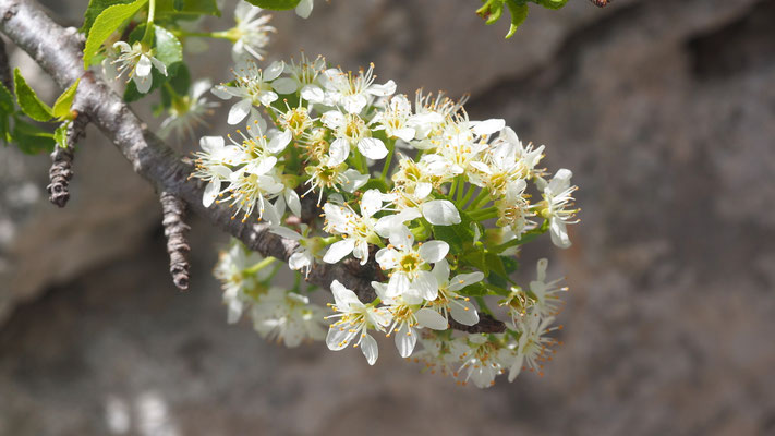 Kroatien, Steinwechsel, Prunus mahaleb
