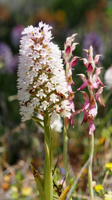 Anacamptis pyramidalis ssp. serotina, Spätblühende Pyramiden Hundswurz, Chios