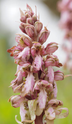 Himantoglossum robertianum, Riesen-Knabenkraut, Griechenland