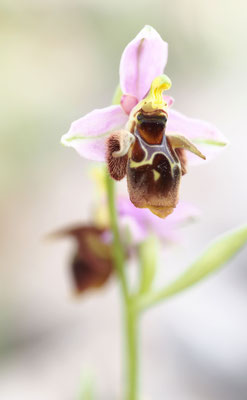 Ophrys oestrifera ssp. mycensis, Mykene-Ragwurz, Griechenland