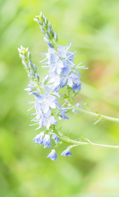 Österreich, Österreichischer Ehrenpreis, Veronica austriaca