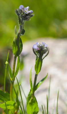 Österreich, Alpen-Ehrenpreis, Veronica alpina