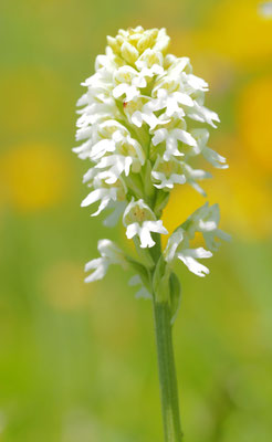 Neotinea ustulata var. alba, Brand-Keuschständel, Kärnten