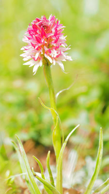 Nigritella rhellicani, Gewöhnliches Kohlröschen, Südtirol