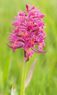 Dactylorhiza sambucina, Holunder-Fingerwurz, Steiermark