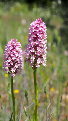 Anacamptis pyramidalis ssp. serotina, Spätblühende Pyramiden Hundswurz, Chios
