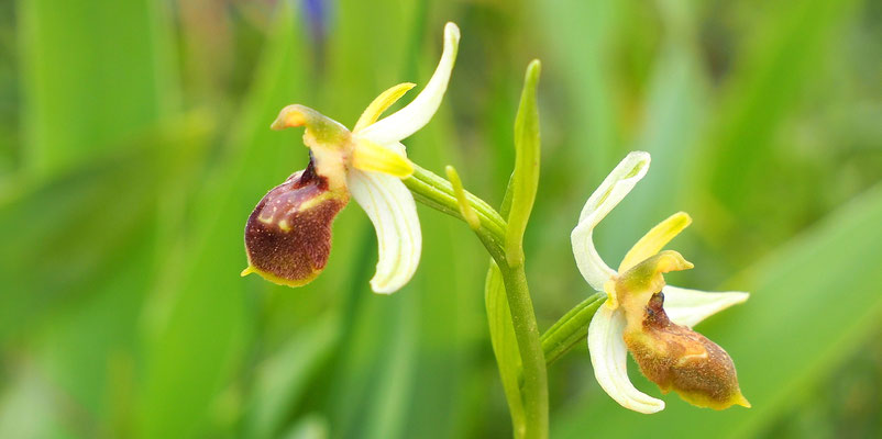 Ophrys exaltata ssp. archipelagi (Italien)