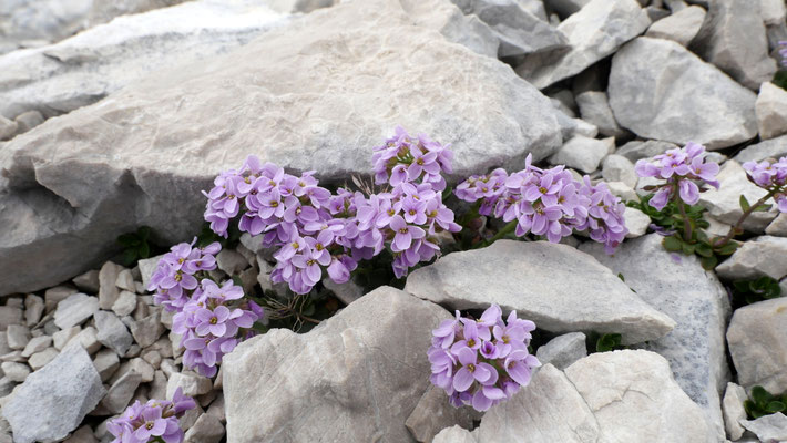 Slowenien, Rundblättriges Täschelkraut, Thlaspi rotundifolium