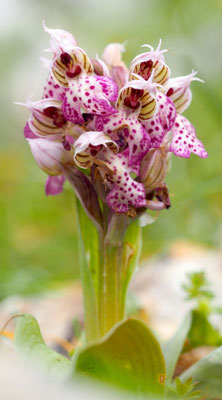 Orchis lactea, Milchweißes Knabenkraut, Rhodos