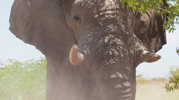 Afrikanischer Elefantenbulle