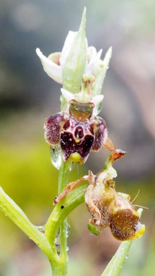 Ophrys heterochila ssp. dodekanensis, Dodekanes Ragwurz, Rhodos
