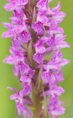 Dactylorhiza incarnata ssp. incarnata, Fleischfarbene Fingerwurz, Steiermark