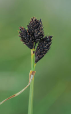 Salzburg, Trauer-Segge, Carex atrata