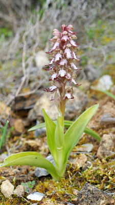 Himantoglossum robertianum, Riesen-Knabenkraut, Rhodos