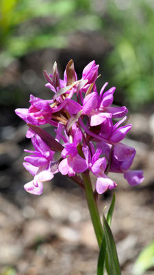 Dactylorhiza romana, Römisches Knabenkraut, Türkei