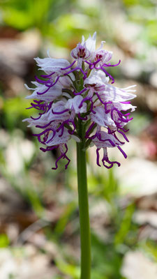 Orchis simia, Affen-Knabenkraut, Türkei