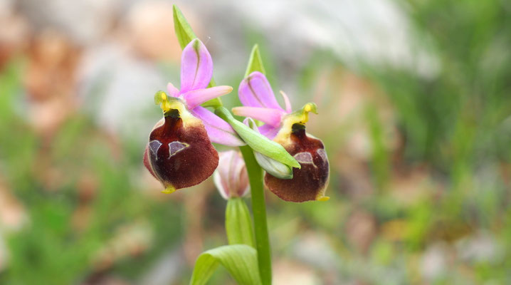 Brillen-Ragwurz, Ophrys biscutella (Italien)