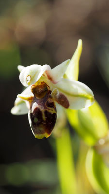 Ophrys umbilicata, Nabel Ragwurz