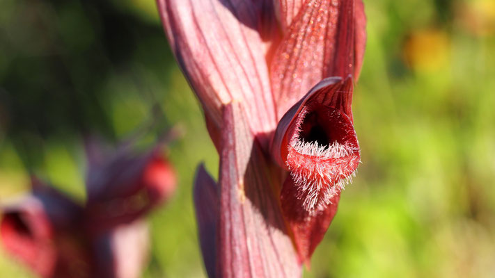 Serapias, Zungenstendel