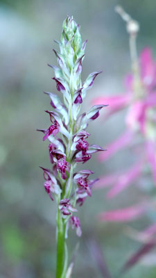 Anacamptis coriophora ssp. fragrans, Wohlriechendes Wanzen Knabenkraut